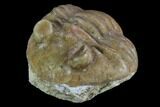 Wide, Enrolled Asaphus Minor Trilobite - Russia #127835-1